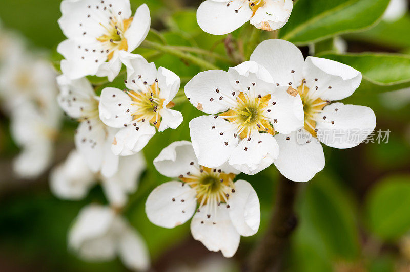 梨树(Pyrus communis)在花园里开花